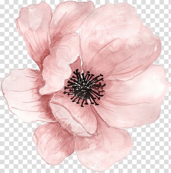 Pink poppy flower painting, Watercolor painting Watercolour Flowers Pink, painting transparent background PNG clipart