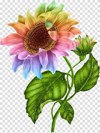 Pink, purple, and green sunflower , Flower , Sunflower Color transparent background PNG clipart