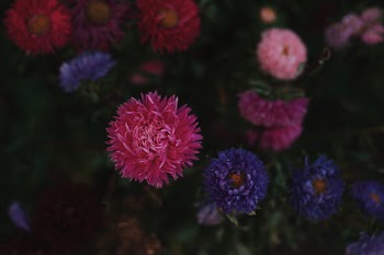 Pink, Purple, and White Petaled Flowers in Bloom