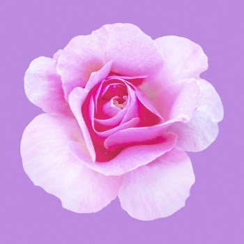 Pink queen Elizabeth rose, flower | Free Photo - rawpixel