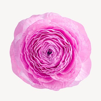 Pink ranunculus, botanical collage element | Free PSD - rawpixel