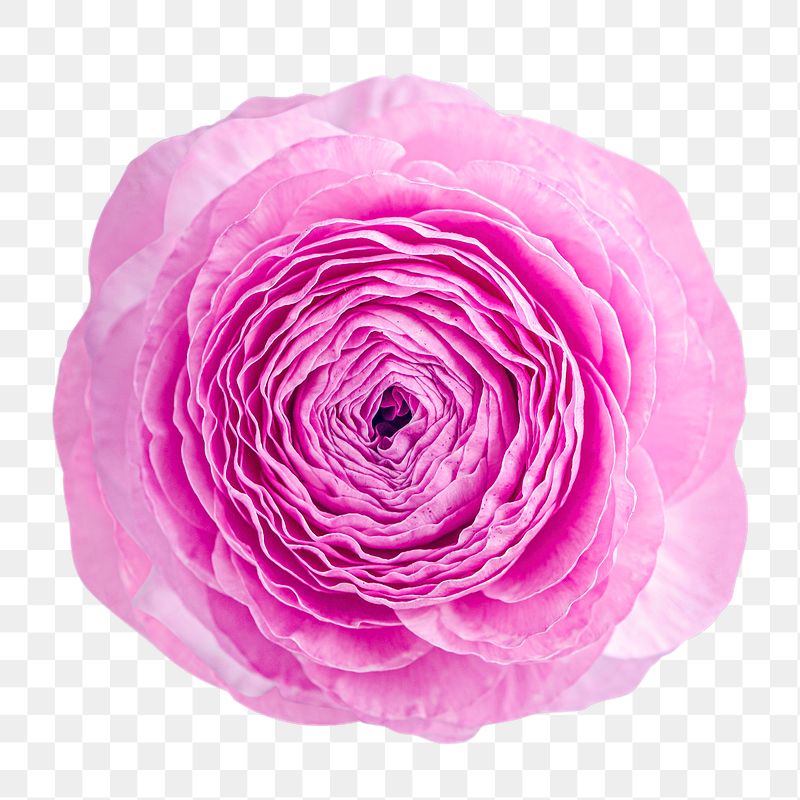 Pink ranunculus png sticker, transparent | Free PNG - rawpixel