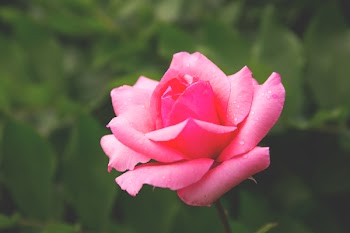 Pink rose