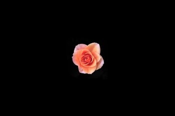 pink rose