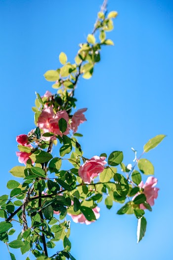 Pink Rose