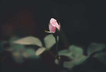 Pink Rose