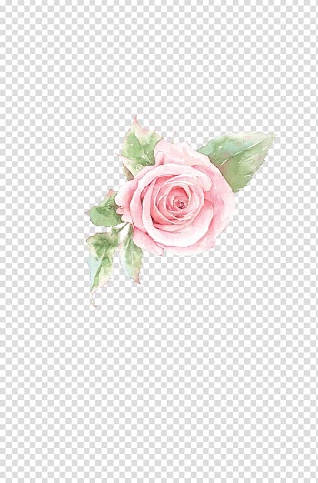 Pink rose art, Pink Flower Petal, Hand-painted rose transparent background PNG clipart