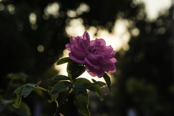 Pink Rose at Daytime