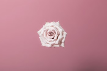 Pink Rose Bloom Centred