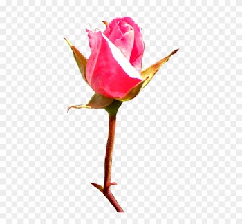 Pink Rose Bud Clip Art - Rose Bud Art