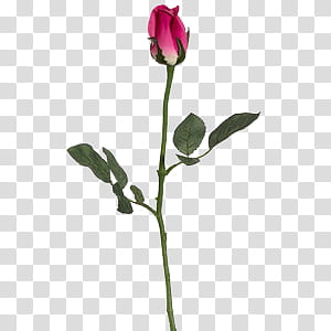 , pink rose bud transparent background PNG clipart