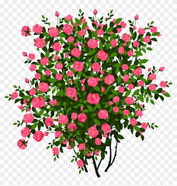 Pink Rose Bush Png Clipart Pictureu200b Gallery Yopriceville - Rose Bush Clipart