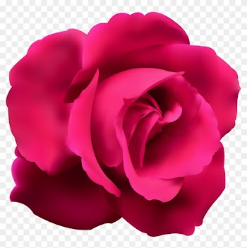 Pink Rose Clip Art - Blue Rose Transparent Background