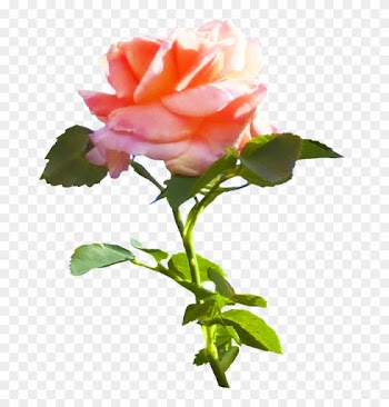 Pink Rose Clip Art - Rose