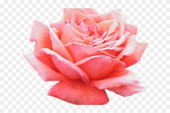 Pink Rose Clipart Bunga Ros - Pink Roses Transparent Background