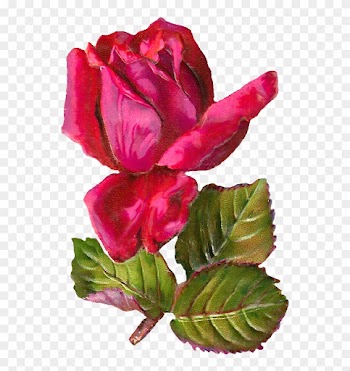 Pink Rose Clipart Dozen Rose - Antiqueimages Blogspot Com Rose
