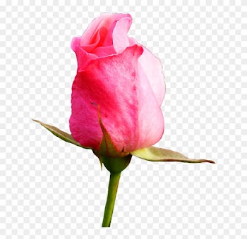 Pink Rose Clipart - Flower Pink Rose Bud