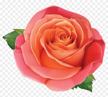 Pink Rose Clipart Orange Rose - Orange Rose Clipart Png