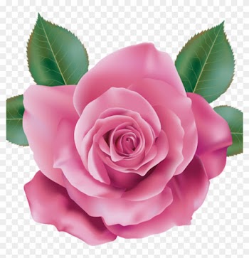 Pink Rose Clipart Rose Clipart Pink Rose Transparent - Rose Pink Transparent