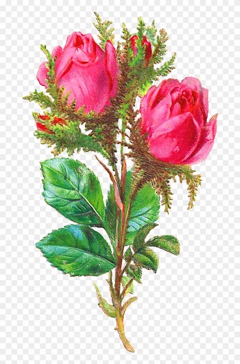 Pink Rose Clipart Shabby Chic - Garden Roses
