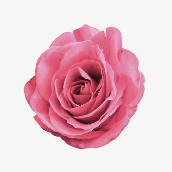 Pink rose collage element, isolated | Free PSD - rawpixel