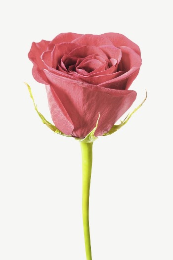 Pink rose collage element, isolated | Free PSD - rawpixel