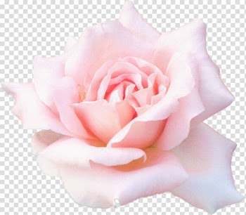 Pink rose , Desktop 1080p High-definition television, Cartoon Flowers Flowers poster background,Pink roses transparent background PNG clipart
