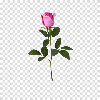 Pink Rose Download Transparent PNG Image