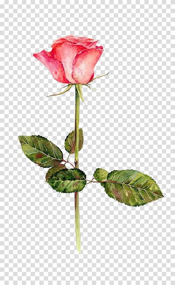 Pink rose, Festival of the Flowers Watercolor: Flowers Garden roses Watercolor painting Drawing, Watercolor flowers transparent background PNG clipart