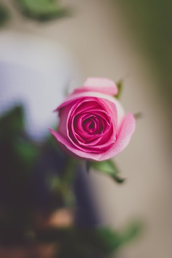 Pink Rose Flower