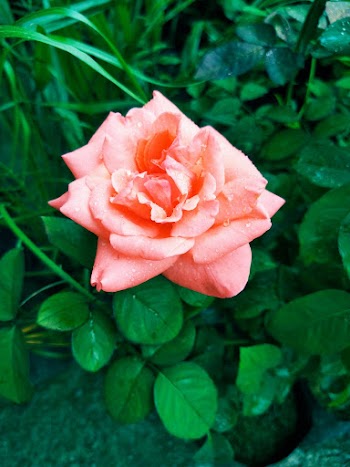 Pink Rose Flower Bloom