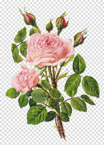 Pink rose, Flower bouquet Rose Floral design Illustration, Pink peony flower bouquet transparent background PNG clipart