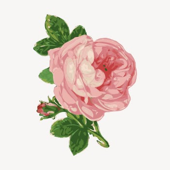 Pink rose flower clipart, vintage | Free Vector - rawpixel