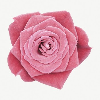  Pink rose flower collage | Free PSD - rawpixel