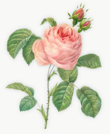 Pink rose flower design element | Free  transparent png - 2338378