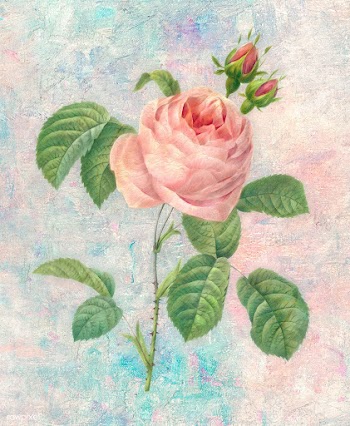Pink rose flower design element illustration | Free  illustration - 2338373