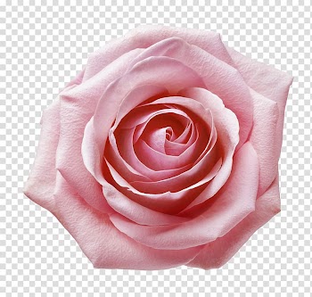 Pink rose flower, Garden roses Still Life: Pink Roses Centifolia roses Beach rose Floribunda, Pink rose closeup transparent background PNG clipart