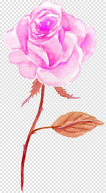 Pink rose flower illustration, Flower Watercolor painting, Watercolor Flowers Flowers transparent background PNG clipart