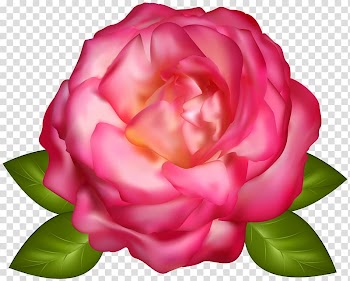 Pink rose flower illustration, Garden roses Centifolia roses, Beautiful Pink Rose transparent background PNG clipart