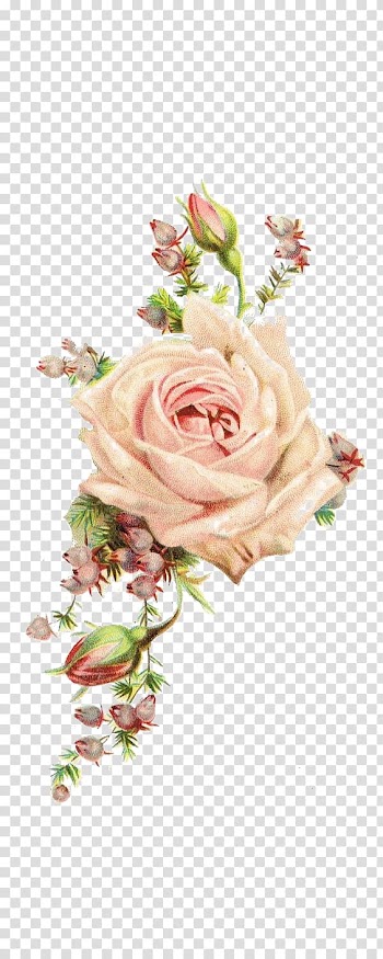 Pink rose flower illustration, Paper Centifolia roses Vintage clothing Antique, Rose transparent background PNG clipart