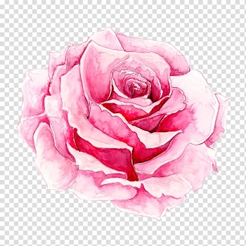 Pink rose flower illustration, Rosa chinensis Watercolor painting Pink, Painted pink rose transparent background PNG clipart
