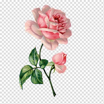 , pink rose flower illustration transparent background PNG clipart