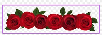 Pink Rose Flower Pink Rose Flower Border Png Amazing - Roses Png