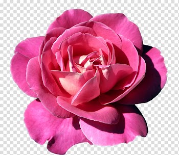Pink rose flower, Pink Rose, Pink Rose transparent background PNG clipart