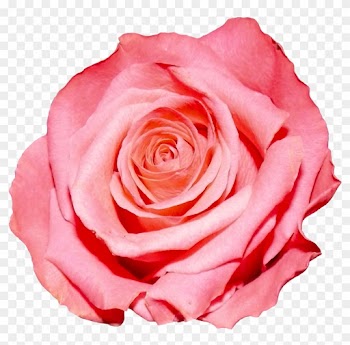 Pink Rose Flower Png
