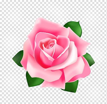 Pink rose flower , Rose Pink, Rose transparent background PNG clipart