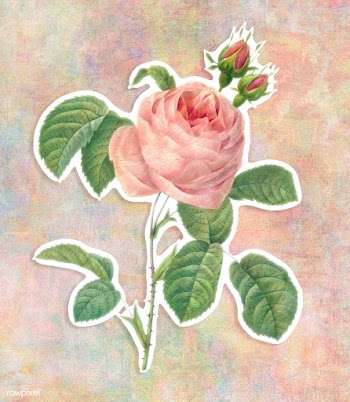 Pink rose flower sticker design element illustration | Free  illustration - 2338395