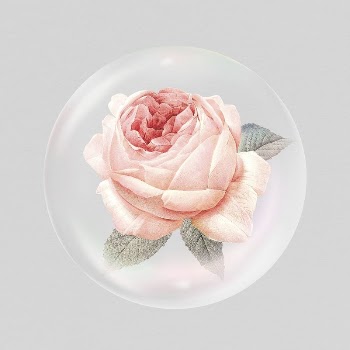 Pink rose flower sticker, Spring | Free PSD - rawpixel