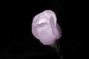 Pink Rose Flower Surrounded by Dark