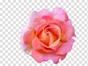 Pink rose flower transparent background PNG clipart